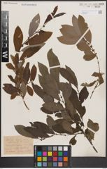 Foto von Salix cinerea L.